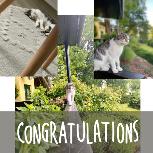Happy End für Katze Kiwi
