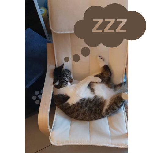 Happy End Katze Lily