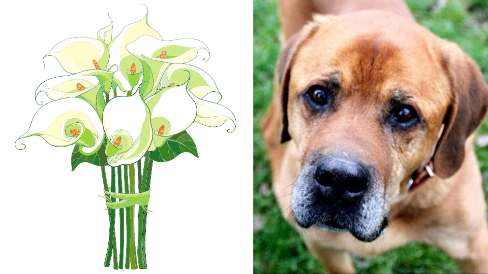Hund Dodge