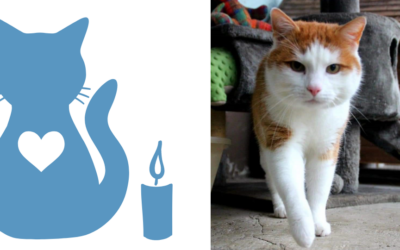 Kater Kuki
